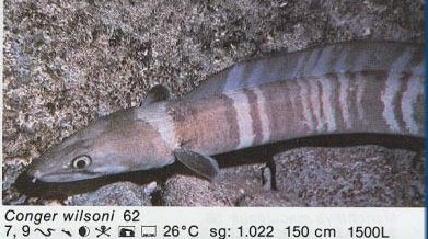 Conger wilsoni